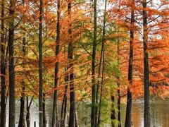 -白鹭湾湿地公园