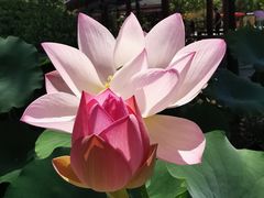 -莲花池公园