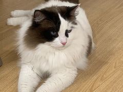 -有喵·猫咖·狗咖·30几只猫10只小狗(岗厦店)