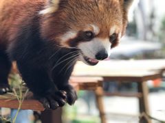 -云南野生动物园