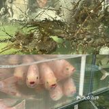 补充能量的海鲜店铺-小海豚海鲜