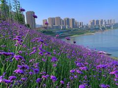 -石井坡(地铁站)