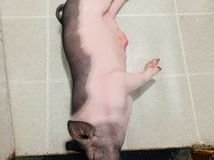 -我爱猫咪·猫咖·狗咖·安哥拉兔·羊驼咖(小寨华旗店)