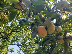 -浙江西子宾馆·瑶园咖啡厅