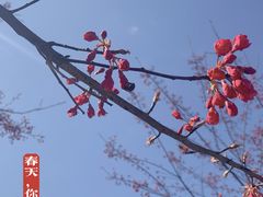 -顾村公园