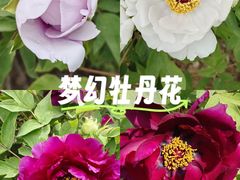 -洛阳市牡丹公园