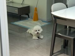 -翊宠yipet猫狗购宠庄园犬舍•猫舍