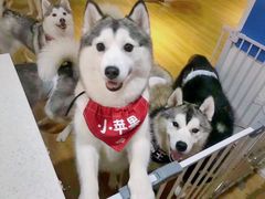 -Husky Go! 哈士奇体验馆·宠物咖啡厅狗咖