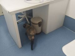 -宠颐生动物医院·心脏科·保险定点(锦阳分院)