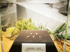 -北京周口店北京人遗址博物馆