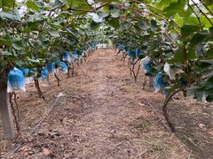 -马陆小张葡萄园农家乐