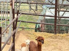 -青藏高原野生动物园