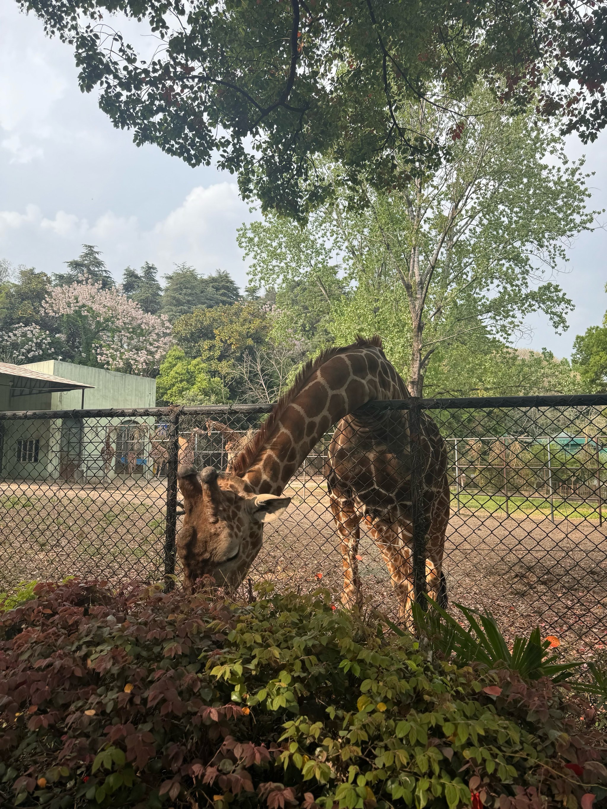 红山动物园长颈鹿的奇妙进食