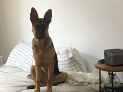 -翊宠yipet猫狗购宠庄园犬舍•猫舍