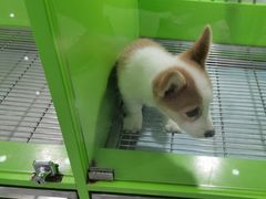 -唐小姐の猫狗洗护·购宠旗舰店(周浦万达店)