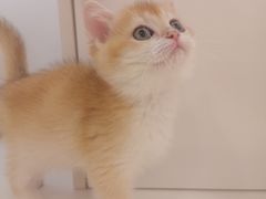 -三花喵·撸猫购宠·宠物生活馆(虹桥南丰城店)