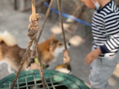 -柴犬高等学院·狗咖·柴犬售卖·宠物训练