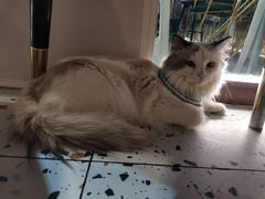 -喵喵咪呀布偶猫咖(春熙路店)