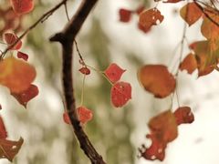 -白鹭湾湿地公园