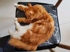 -平行世界·猫咖(首经贸店)