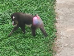 -西安秦岭野生动物园