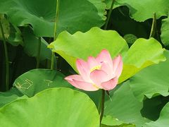 -梁鸿国家湿地公园