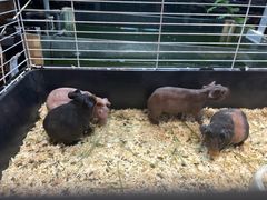 -酷以爬仙阁实体爬宠店·守宫·蜥蜴·专业繁育