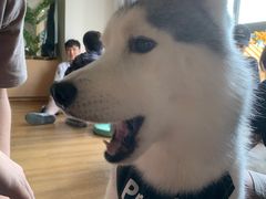 -Husky Go! 哈士奇体验馆·宠物咖啡厅狗咖
