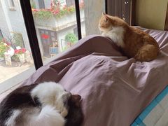 -more than meow吴止猫主题餐厅(承德 中船汇店)