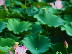 -莲花池公园
