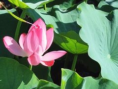 -羊亭河湿地公园