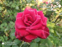 -亚龙湾国际玫瑰谷