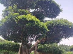 -南宁南湖公园