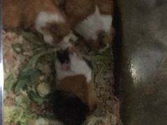 -上海大自然野生昆虫馆(东方明珠·爬宠昆虫探索中心)