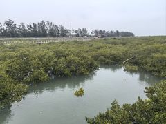 -北海金海湾红树林生态旅游区