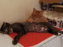 -纳吉亚猫专科动物诊疗中心(蒋宅口分院)