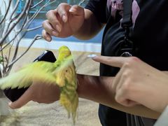 -上海大自然野生昆虫馆(东方明珠·爬宠昆虫探索中心)