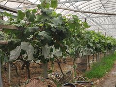 -马陆小张葡萄园农家乐