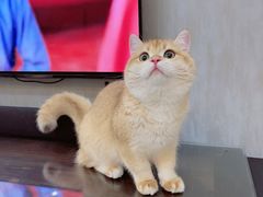 -猫大福·Fortune Cat猫舍(百子湾店)