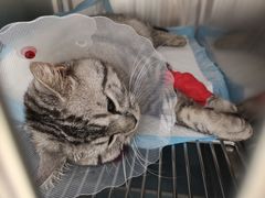 -宠福鑫康馨动物医院·骨科·眼科