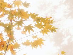 -龙苍沟森林公园