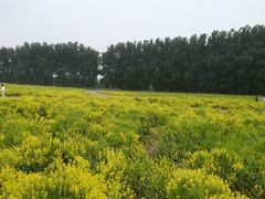 -天津武清北运河郊野公园房车露营地