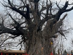 -大槐树寻根祭祖园