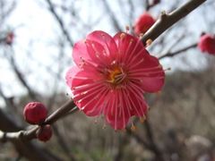 -香雪海