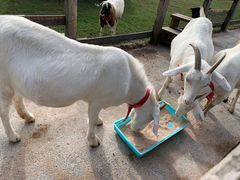 -前小桔亲子创意农场·草莓采摘·露营烧烤