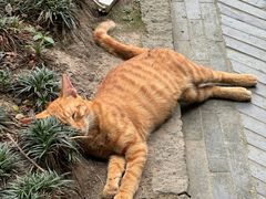 -龙华素斋(龙华路店)