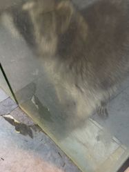 -神奇动物撸宠馆·羊驼·小浣熊·异宠(豫园店)