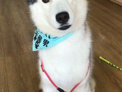 -Husky Go! 哈士奇体验馆·宠物咖啡厅狗咖