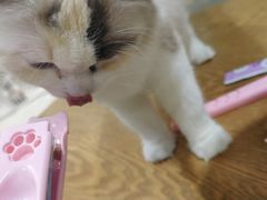 -藏猫猫咖啡主题馆(中央大道店)