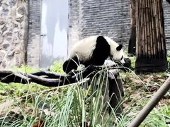 -都江堰中华大熊猫苑